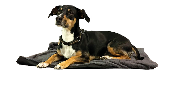 Comforter S - La primera manta eléctrica para perros.